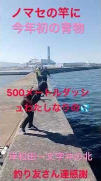 #岸和田一文字 #やらかす#釣り仲間#青物