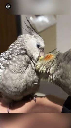 Help your bird safely