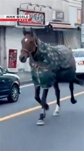 Year of the Horse: Life imitates chart | NHK WORLD-JAPAN