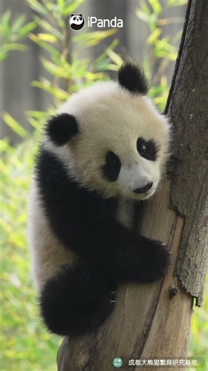 Hello? Can Anyone Help Me Get Down Here? | iPanda #shorts