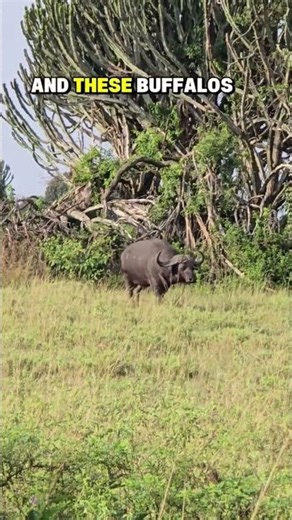 The Most Dangerous Herbivore In The Savannah | A Lone Buffalo