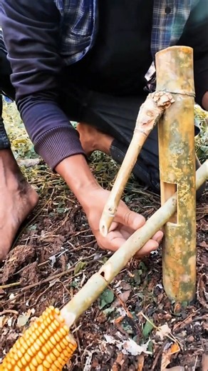 trapping squirrels🐿️#bushcraft #outdoors #trap #survival