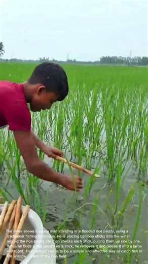 Traditional Fishing Technique: Catching Fish in Rice Paddy with Bamboo Sticks