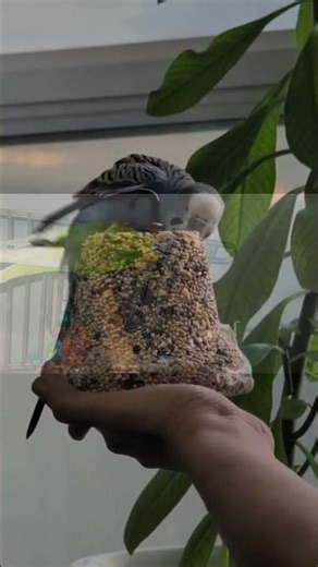 Blue or Green Budgie… Who Rules the House? 🐦💙💚 #birds #budgies #parrot #budgie #parakeet