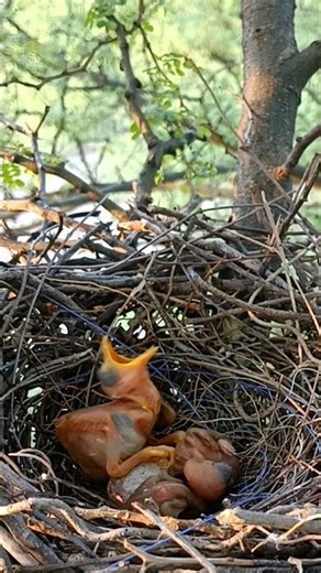 Rufous Treepie Bird Babies in the Nest (p 20) #shorts
