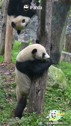 Panda Discovers Ultimate High-Ground Attack | iPanda #shorts