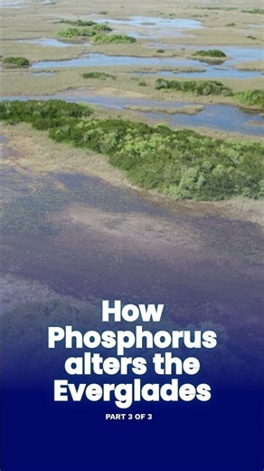 How Phosphorus alters the Everglades