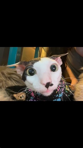 Toby sees into the neighboring dimension 📸 @valistein | Chris Stein