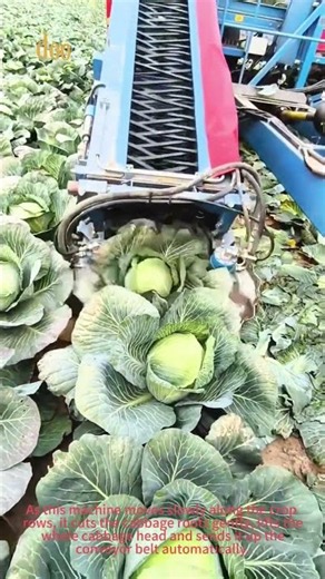 Cabbage Harvester, Automatic Cabbage Picking Farm Machine