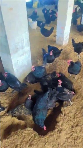 Black Australorp Chicks | Available on IndiaMART