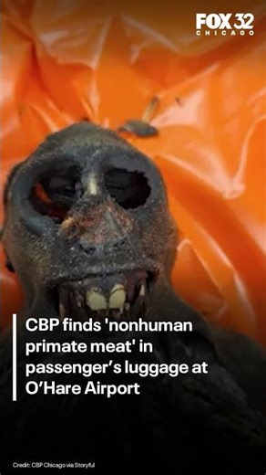 CBP finds 'nonhuman primate meat' in passenger’s luggage at O’Hare Airport