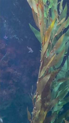 aquarium of the pacific #aquarium #longbeach #fish #aquariumofthepacific #oceanlife #fishlife