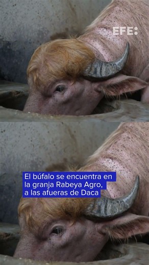Un búfalo albino parecido a Donald Trump se vuelve una sensación viral en Bangladés
