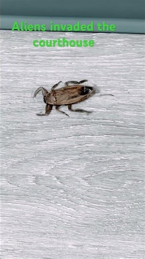 Are aliens invading?? Does anyone know what type of bug this is? #coolthings #curiosities #strange
