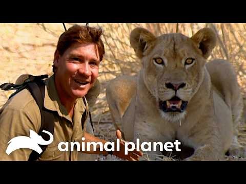 Steve Irwins Explores the WILDS of AFRICA! | The Crocodile Hunter | Animal Planet