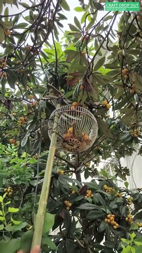 🍊🪢 Rope-Pull Fruit Cutter with a Catching Cage