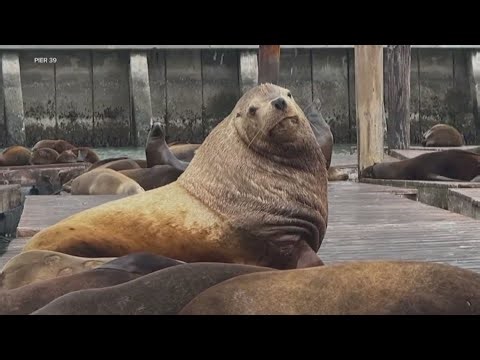 ‘Chonkers’ sea lion turns heads at San Francisco’s Pier 39