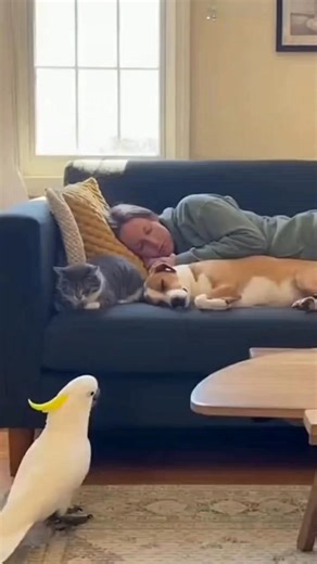 💣 INSANE Kitchen Explosion Prank | Animals Freak Out!#KitchenExplosion #PrankGoneWrong #CockatooPrank #CrazyAnimals #FunnyPets #CatReaction #DogReaction #ViralPrank #InsaneReaction #PetPrank #AnimalsReact #NoAnimalsHarmed #FunnyVideos #TrendingNow #TikTokViral #ReelsViral #ShortsViral #MillionsOfViews #EpicPrank #AnimalChaos | Mr. Parrot