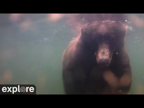 LIVE Underwater Salmon Cam - Katmai National Park, Alaska | explore.org