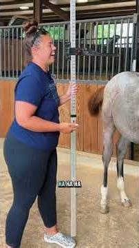 Moose vs Woody…who is bigger? 🤠 🫎 #Horses #foals
