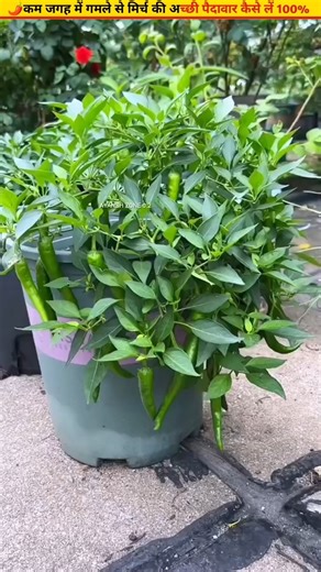 🌶️Grow chillies in this way the yield will double by 100% #gardening #ytshorts #growth