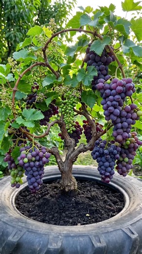 I Grew Giant Grapes on a Tiny Tree 🍇 #Grapes #Gardening #Shorts