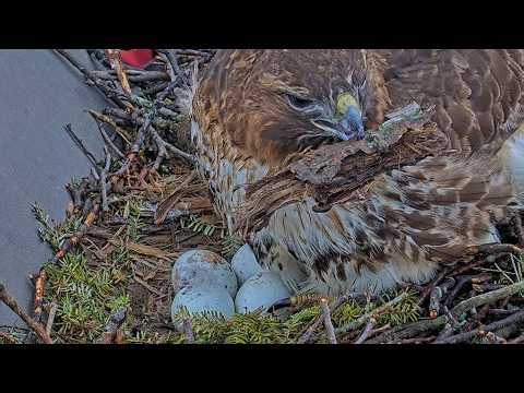 First Look At The Red-tailed Hawks' Clutch Of Four Eggs | April 1, 2026