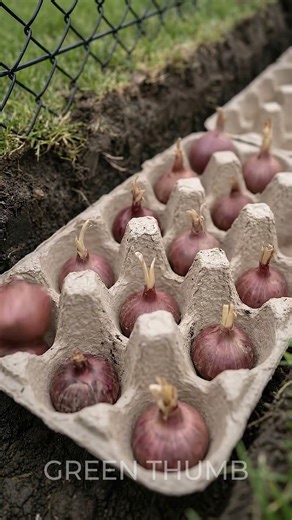 Use egg trays to grow onions easily 🧅🥚 Effortless Gardening!