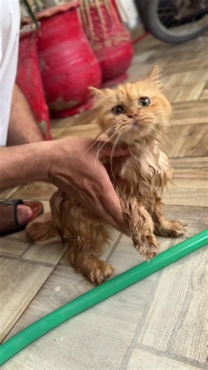 Cute viral cat videos compilation