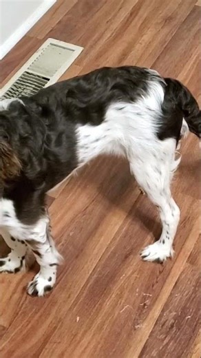 Freckles The Springer Spaniel/Portuguese Water Dog. Episide 17, Re-upload as a short. 11/20/2023