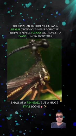 Is it an ALIEN or an INSECT