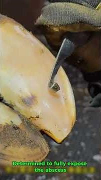 Cow Hoof BURSTS Open 😱 Huge Abscess Drainage & Deep Cavity Cleaning