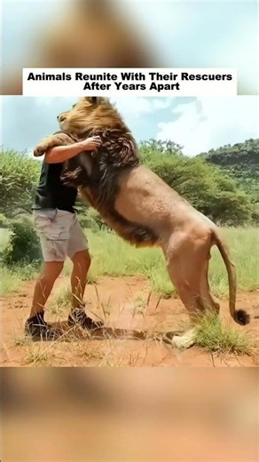 Animals Reunite With Their Rescuers After Years Apart...