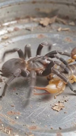 Which insect is more powerful? Spider 🕷️ vs scorpion 🦂 battle in old dust can. #scorpion #spider