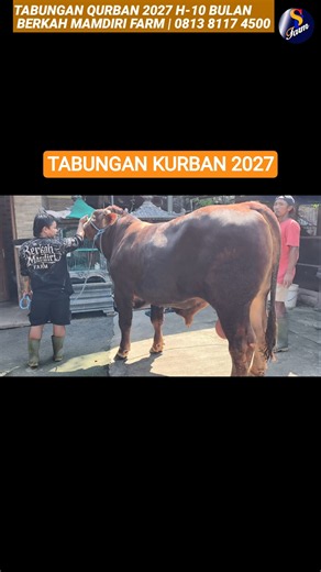 KANDANG SUDAH FULL🔥 TABUNGAN SAPI QURBAN 2027, SAPI KURBAN MURAH JAKARTA, BERKAH MANDIRI FARM