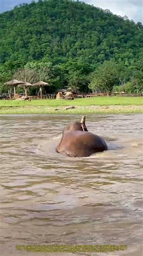 川での象の水浴び：自然環境での巨獣の涼み