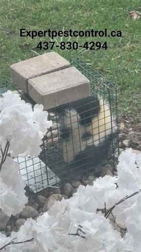 Skunk Caught in Live Trap | Safe & Humane Wildlife Removal in Action.