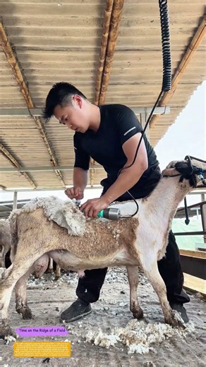 Wool to Skin: How Electric Clippers Transform a Sheep for Summer Survival