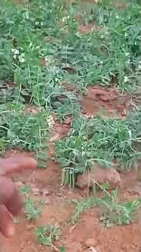 hello guys abhi ham log aaye Hain matar ko matlab mitti #video #sort