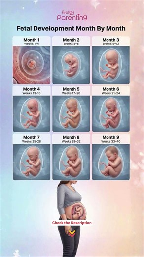 Fetal Development Month By Month | Fetus Growth #babygrowth #fetusgrowth #Baby #Pregnancy