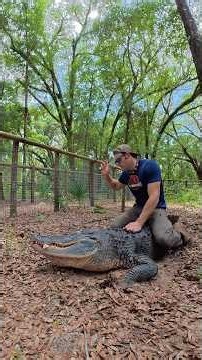 Feeding & training our biggest gator!
