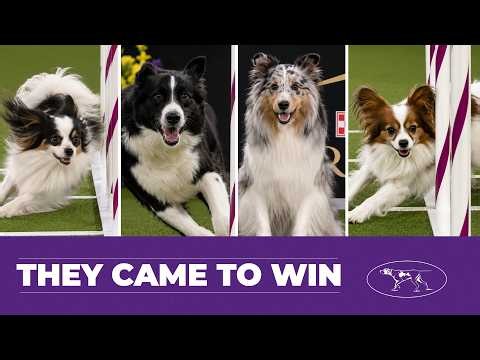 Every 2022 Westminster Agility Class Winner (8" to 24") | Westminster Dog Show