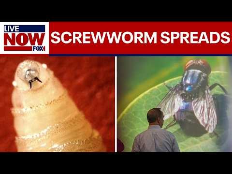 Screwworm: Flesh-eating cattle parasite spreads beyond Texas