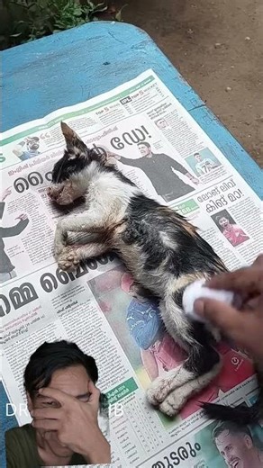 Tiny Kitten’s Final Goodbye 💔🐾