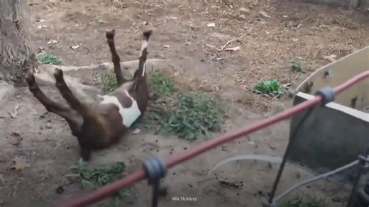 Why are these goats always fainting? - The reason is bizarre