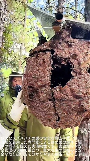 危険な害虫駆除！巨大なハチの巣を解体するプロの技 #worker #process #pestcontrol #safety #craft