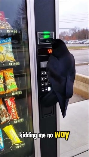 Even the birds are tired of inflation. 🐦💸🍟 #talkingparot #funnyanimals #funnybirds