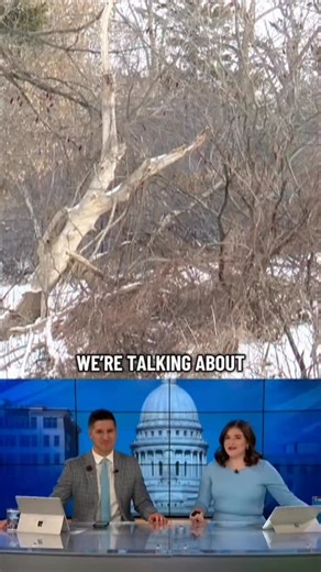 EXPLODING TREES- DEBUNKED! Gabriella, Tim and Charlie go through the effects cold temperatures can have on trees. #explodingtrees #wisconsin #weather #news | WMTV 15 News