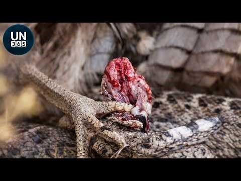 Most Epic SNAKE vs BIRD BATTLES Caught on Camera | Animal Fights