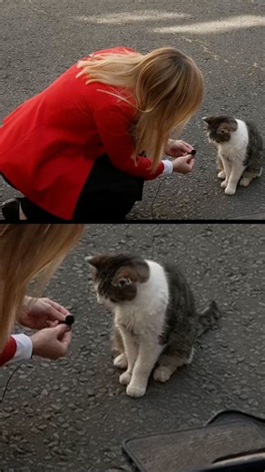 Downing Street's Larry the Cat gives 'exclusive' interview